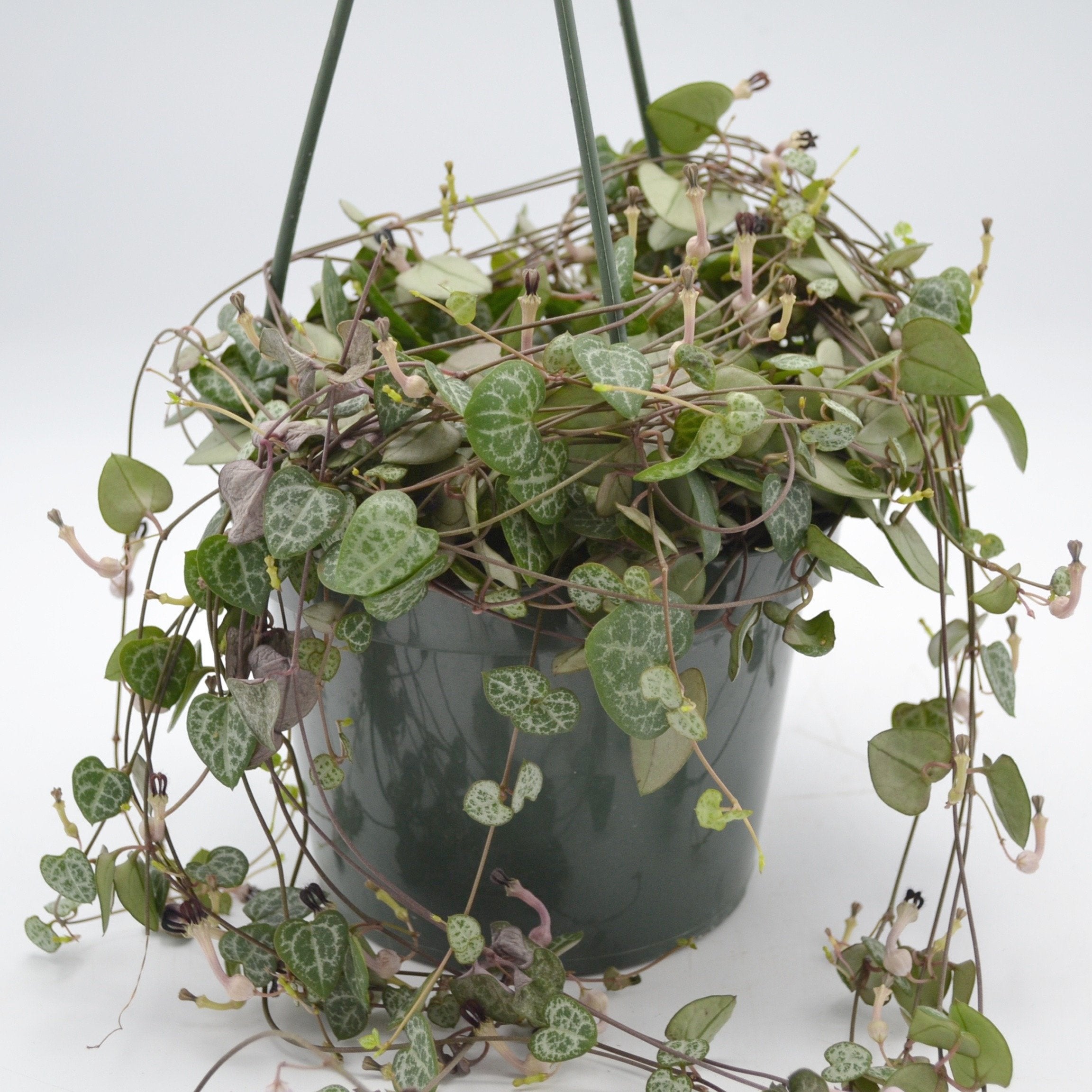 4" String of Hearts Plant