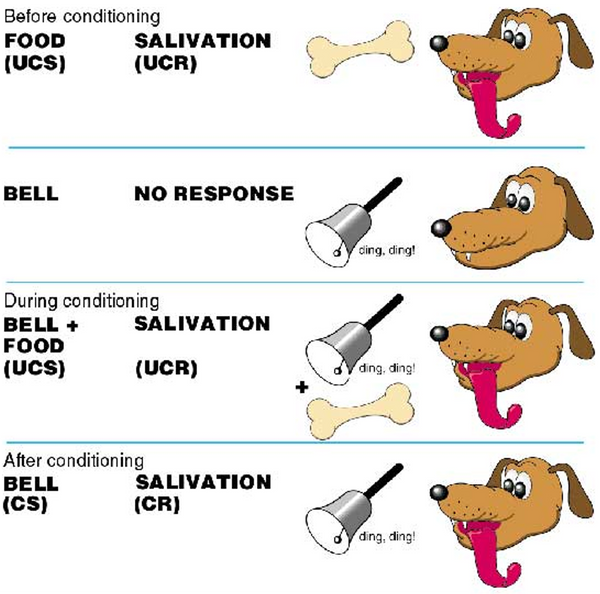 A LEVEL AQA PSYCHOLOGY CLASSICAL CONDITIONING