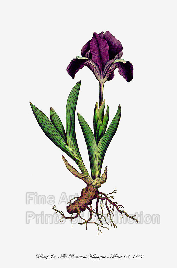 Iris Dwarf Botanical Art Print | Brandywine General Store