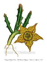 Variegated Stapelia Cactus from the Curtis Botanical Magazine