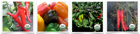 A diversity of pepper varieties at Prairie Road Organic Seed