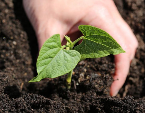 Bean seedling growing at Prairie Road Organic Seed