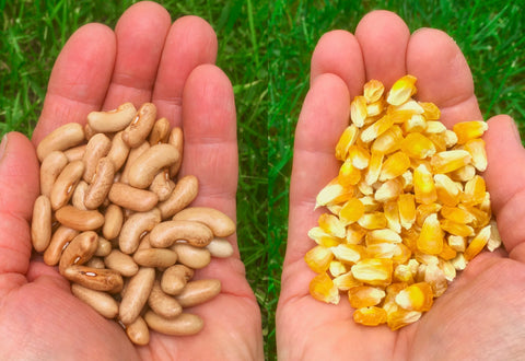 Handfuls of bean and sweet corn seed at Prairie Road Organic Seed