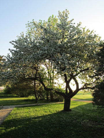 Heirloom Chestnut crabapple tree in full bloom