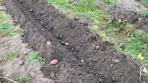 'The beav' trench at Prairie Road Organic Seed