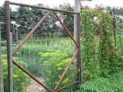 East garden gate with Scarlet Runner vines climbing fence at Prairie Road Organic Seed