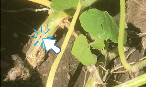 Spotting eggs of the squash vine borer before they hatch!