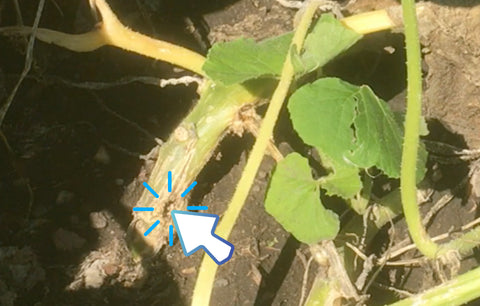 Entry point of the squash vine borer-- hole!