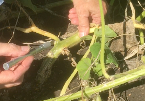 Extracting squash vine borer....