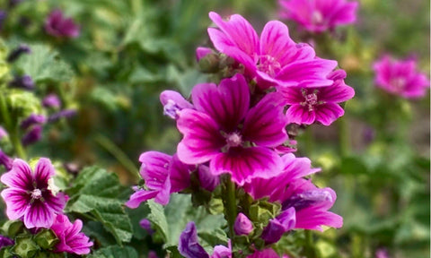 French Mallow flowering at Prairie Road Organic Seed