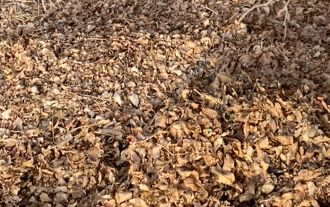 Leaf pile for making leaf mold at Prairie Road Organic Seed