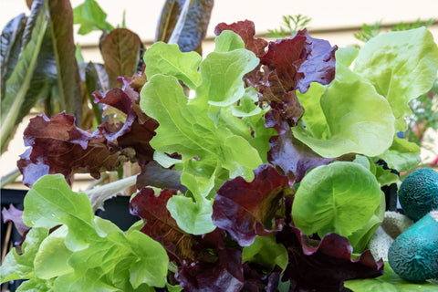 Lettuce starts at Prairie Road Organic Seed