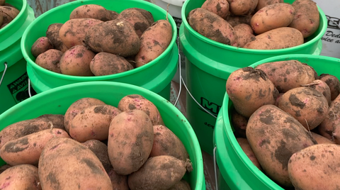 Mondak potatoes at Prairie Road Organic Seed