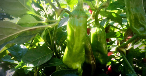Pepperoncini pepper plants loaded- ready for you to pick a peck of pickled peppers!