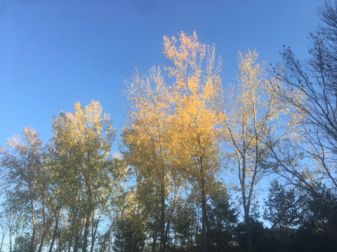 Cottonwood trees up north in fall at Prairie Road Organic Seed