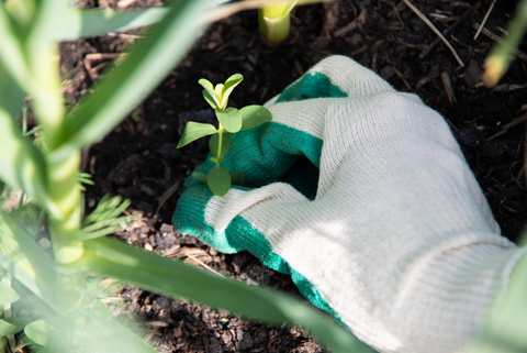 Pulling weeds at Prairie Road Organic Seed