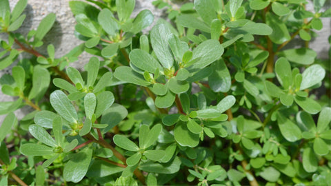 Purslane is one weed we take seriously at Prairie Road