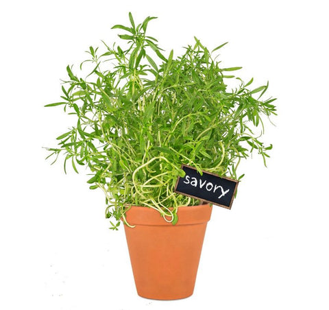 Summer Savory at Prairie Road Organic Seed