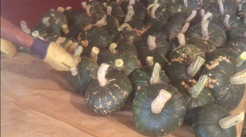 Setting the squash to cure at Prairie Road Organic Seed