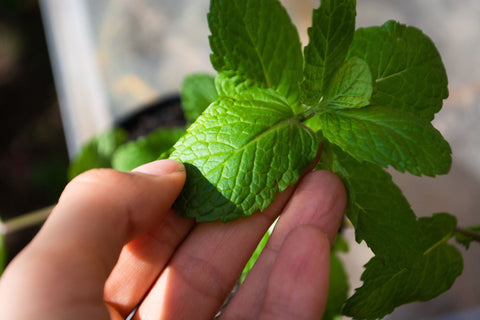 Spearmint at Prairie Road Organic Seed