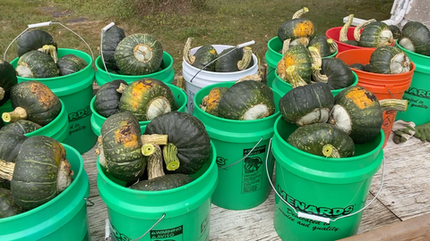 Uncle David's Dakota Dessert squash being hauled in for storage