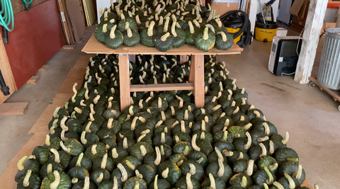 Uncle David's Dakota Dessert squash piled in the garage for curing