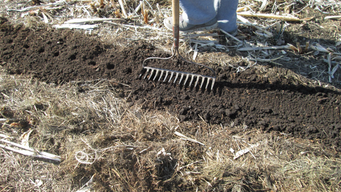 Tamping seeded soil with the backside of a garden rake in the garden at Prairie Road Organic Seed