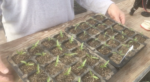 Tomato starts at Prairie Road Organic Seed greenhouses