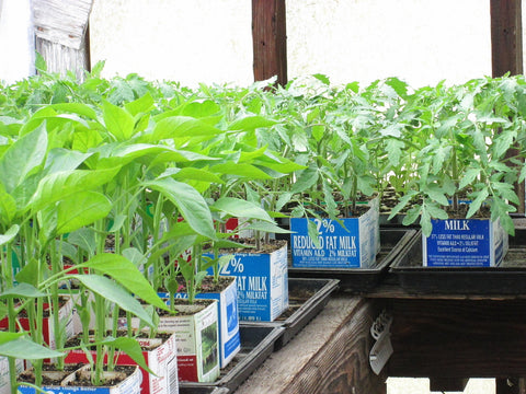 Transplant plugs in upcycled milk carton seedling trays at Prairie Road Organic Seed