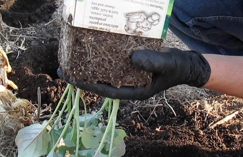 Transplanting plugs from upcycled milk carton seedling trays at Prairie Road Organic Seed