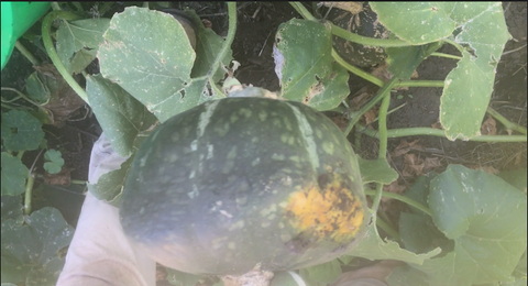 Uncle David's Dakota Dessert squash ripe and ready to harvest at Prairie Road Organic Seed