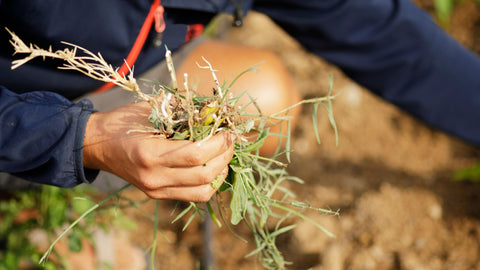 Weeding at Prairie Road Organic Seed