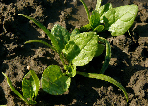 Spinach seedlings in the garden at Prairie Road Organic Seed