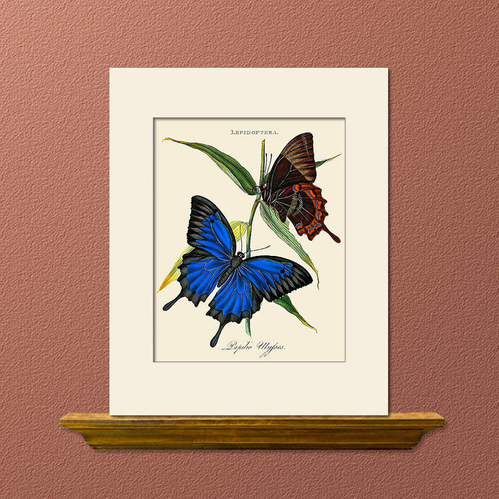 Papilio Ulysses Butterfly Art Print By Donovan Natural History