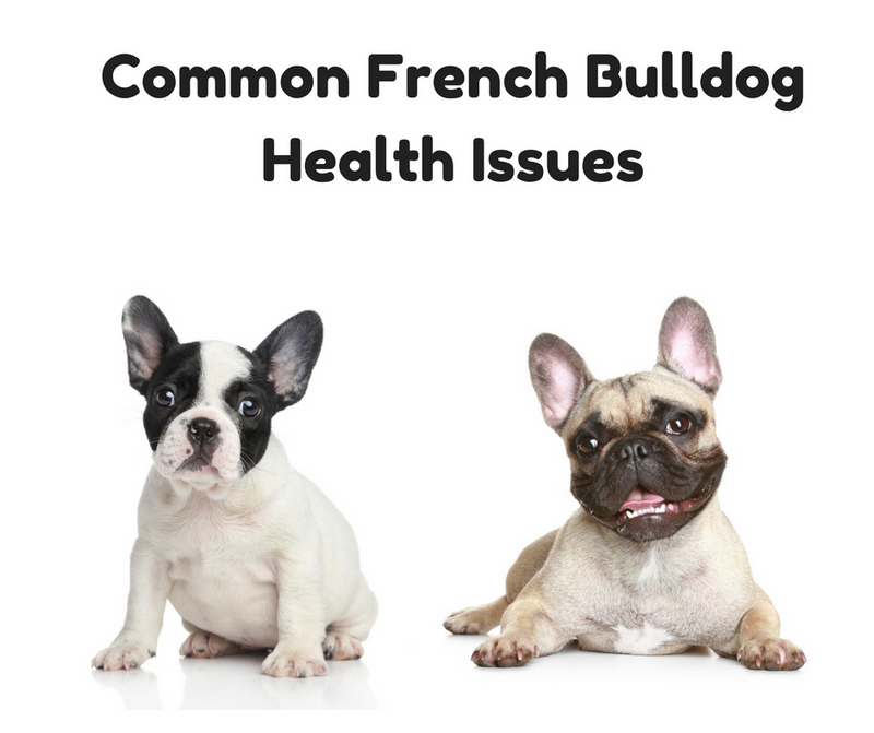 Do French Bulldogs Have A Lot Of Health Issues