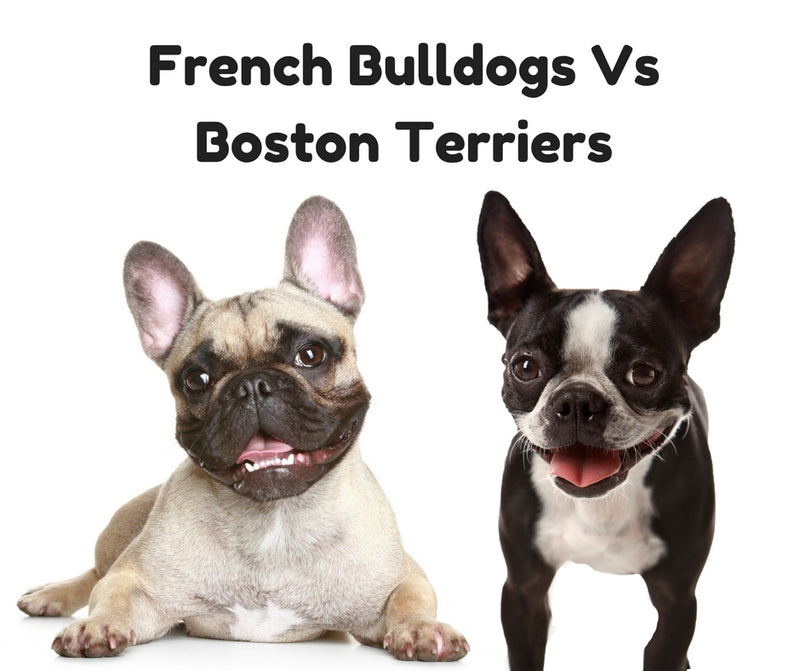 Body Boston Terrier Vs French Bulldog - petfinder