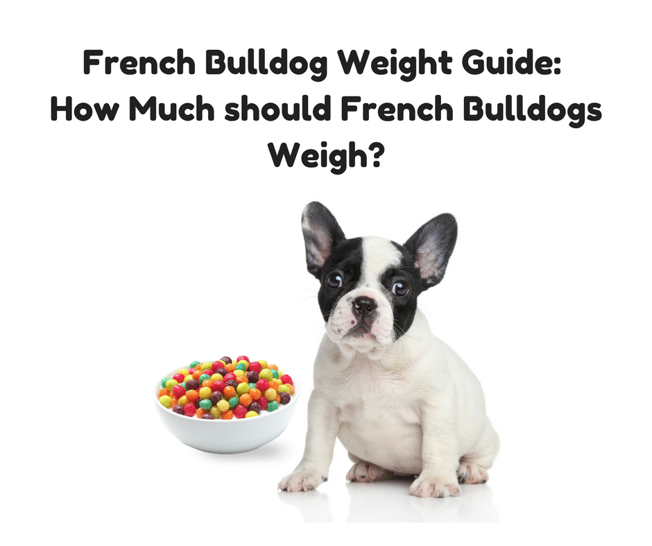 French Bulldog Puppy Weight Chart Kg