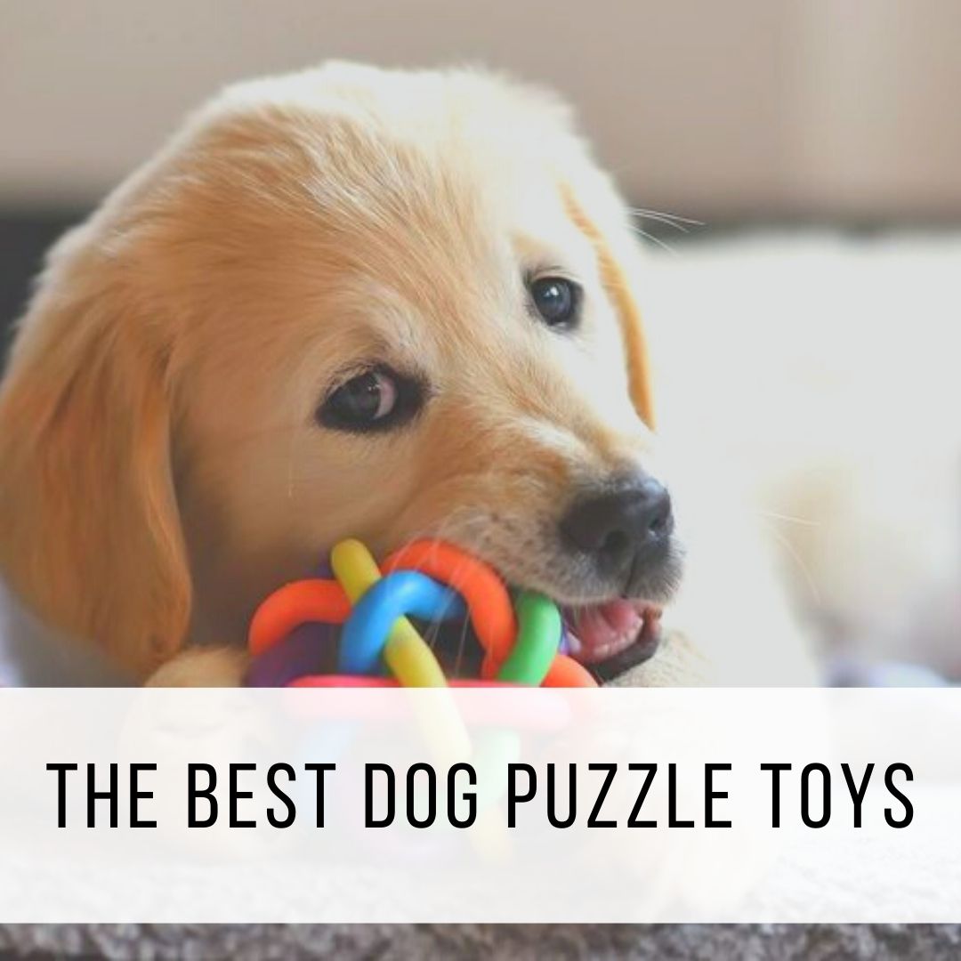 what are the best dog puzzle toys