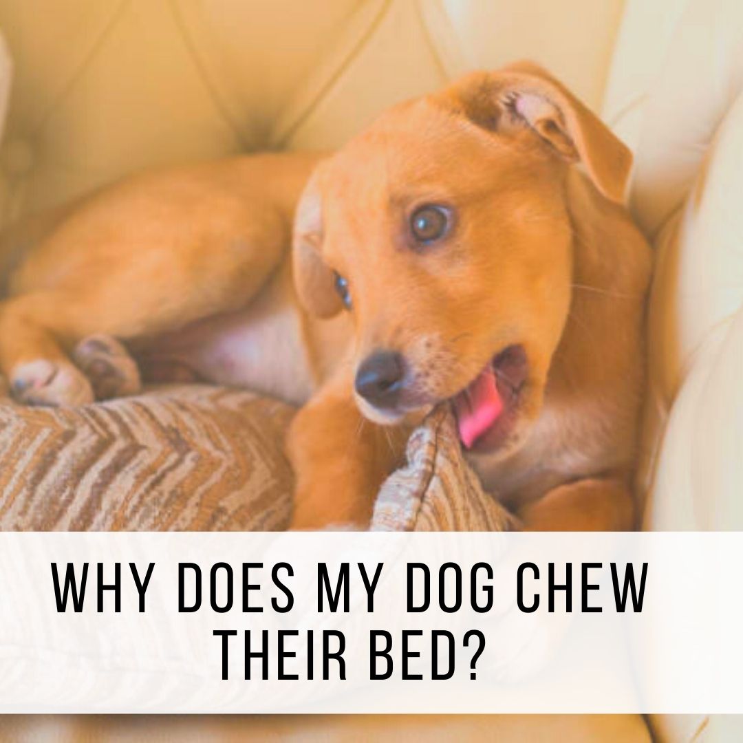 How to stop my dog chewing their bed? — Porkypaws | Best Dog Harnesses ...