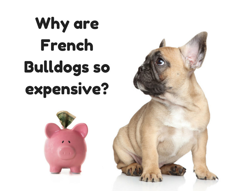 French Bulldog Price