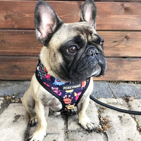 Fily Petz™ - Adjustable French Bulldog Harness Set (WS991)