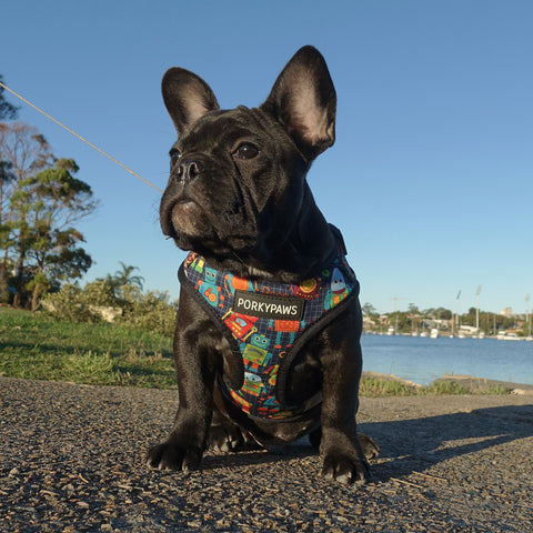 QTpawz French Bull Dog Vest Harness with Matching Leash, Breathable Mesh  Interior Liner, 4 Adjusting Buckles to Get The Perfect Frenchie Fit (Medium)