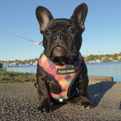 PawsMotion Premium French Bulldog Harness Vest with Leash Ultimate Walking  Companion