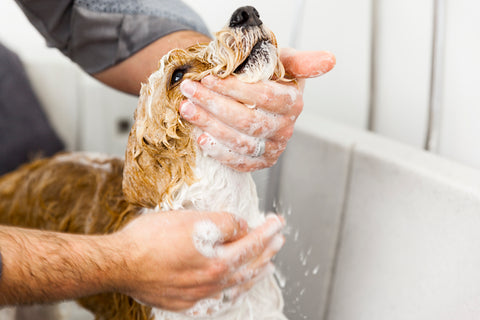 bathing a pet dog