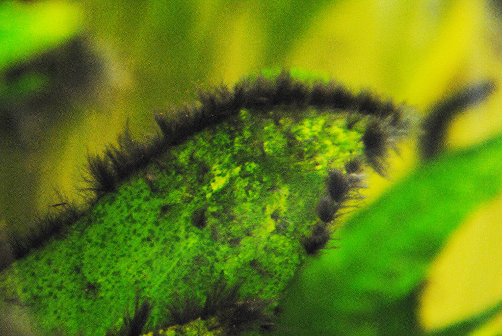 green algae in goldfish tank