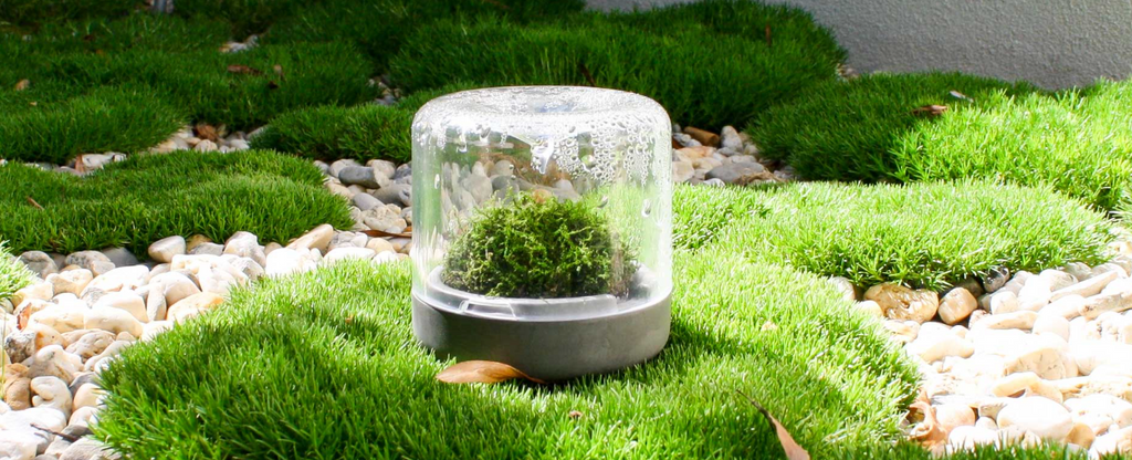 Sanctuary S Rainforest Terrarium - Moss