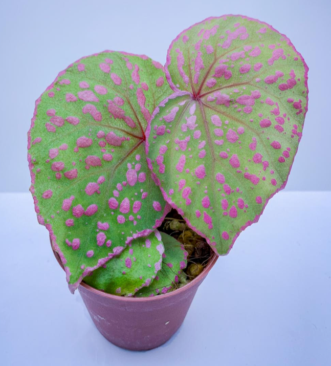 Begonia roseopunctata – Green Chapter