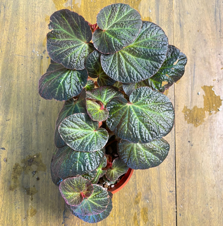 Begonia 