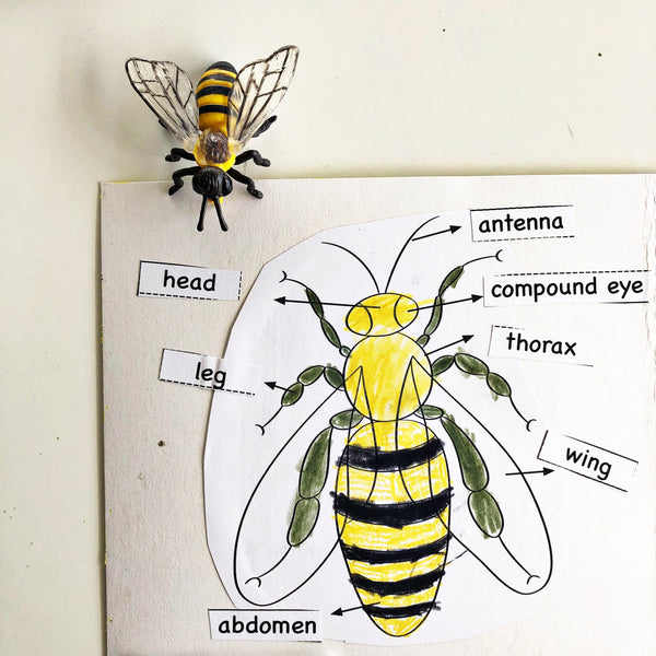 Bees a Buzz Learning Unit - PDF Download – Tickle Your Senses