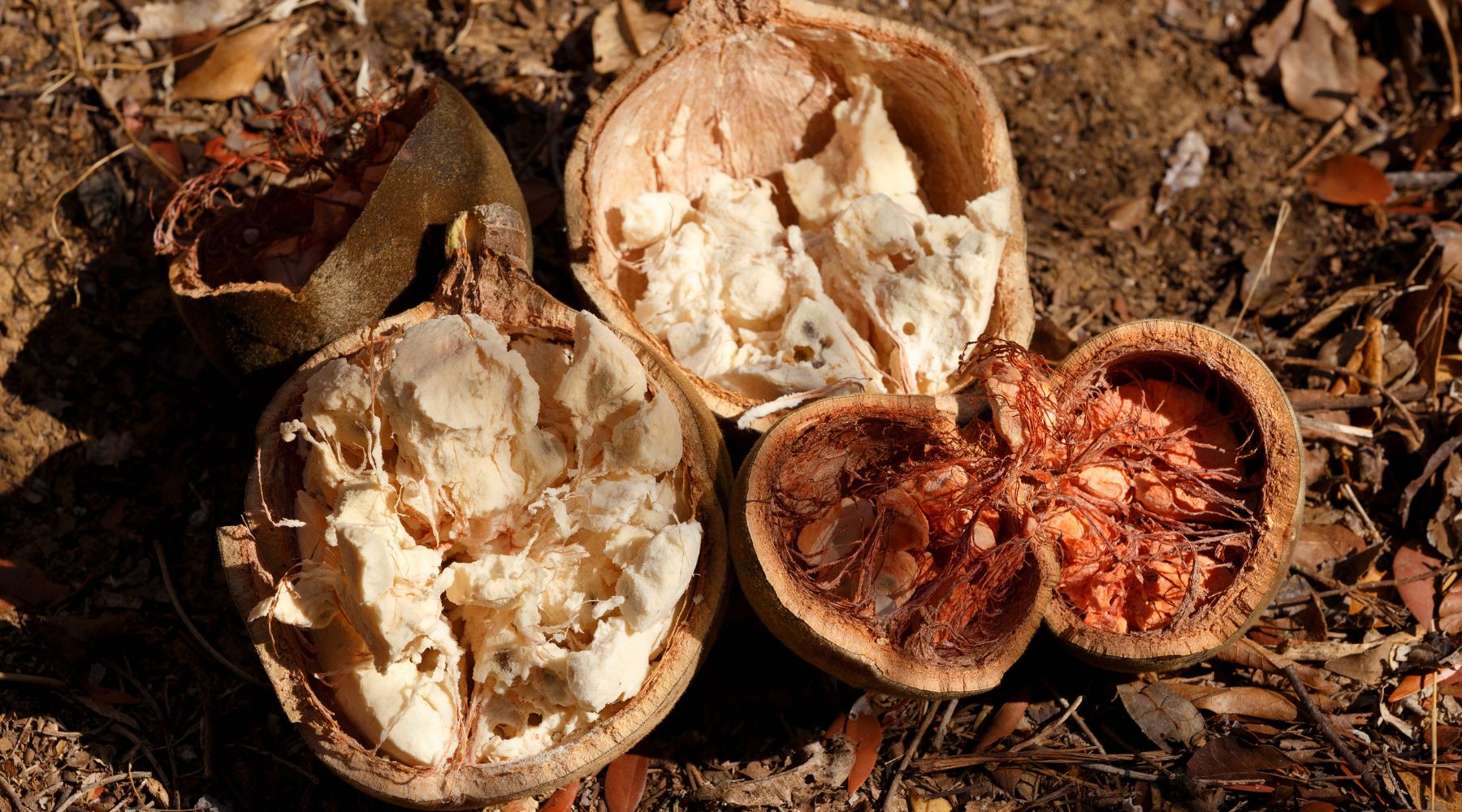 huile de baobab - dado cosmetics - routine beauté Dela - peau sèche - peau mature